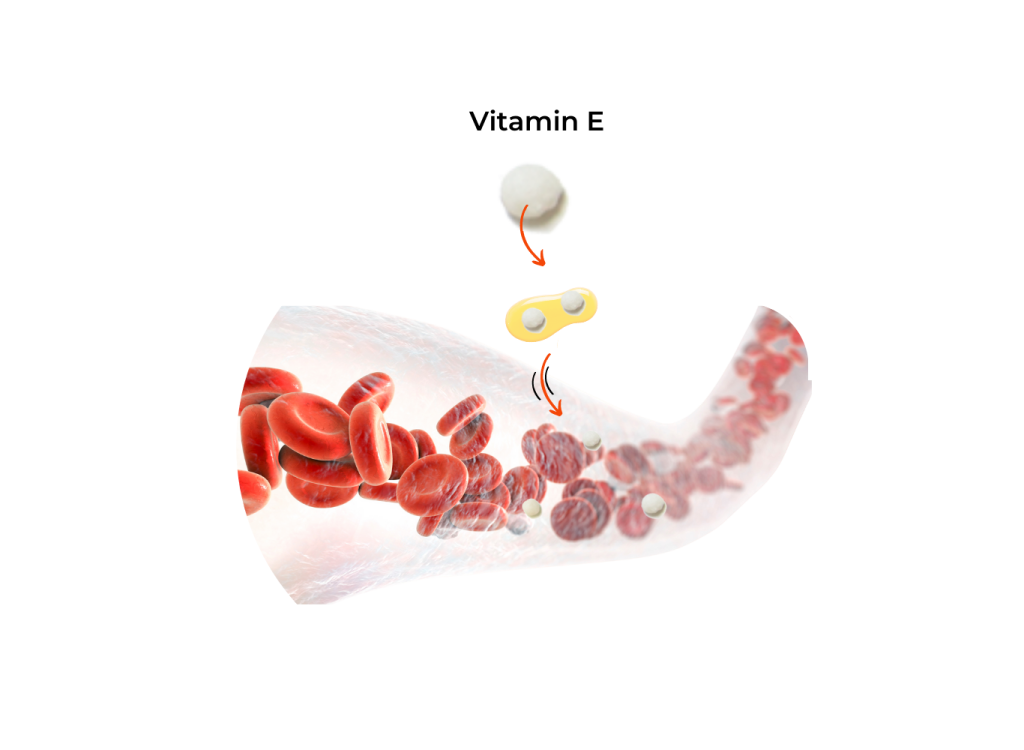 Fettlösliche Vitamine werden erst aufgenommen, wenn Nahrungsfett konsumiert wird und verweilen bis dahin im Darm.