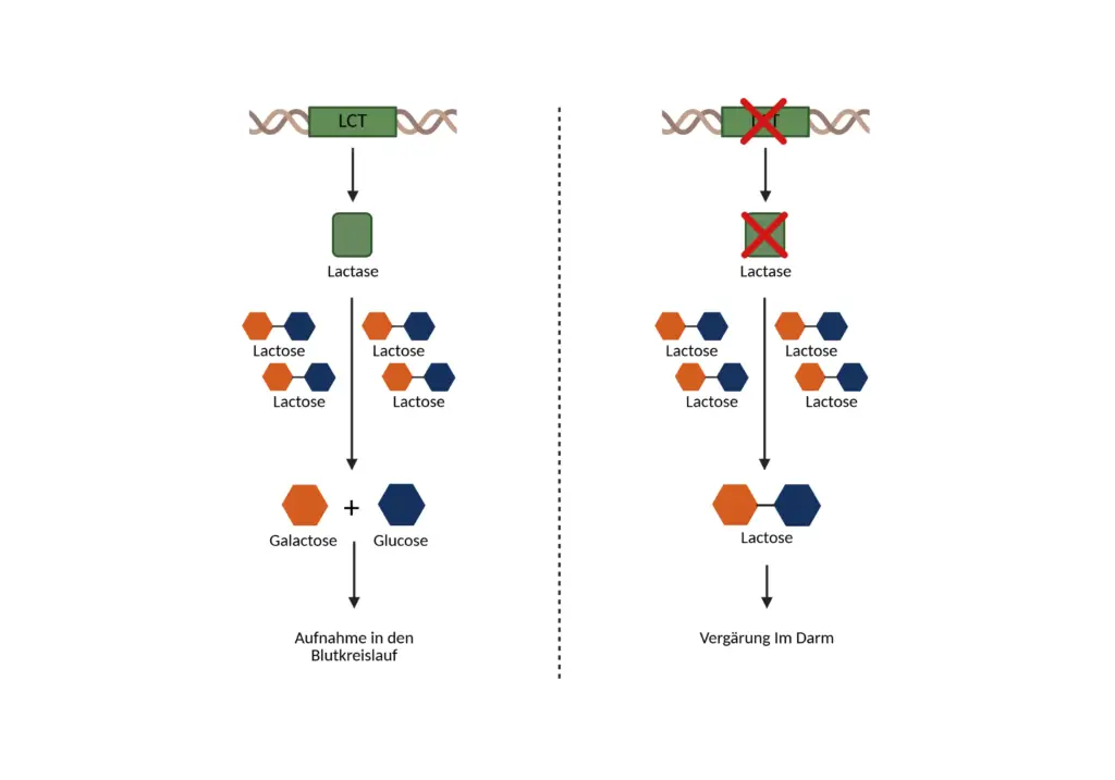 grafische Darstellung wie das LCT Gen die Aufnahme von Calcium beeinflusst.