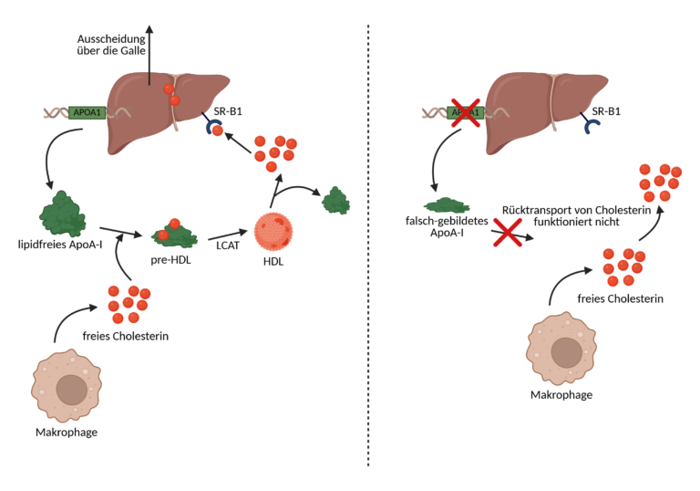 grafische Darstellung wie Gen Omega 3 auf Cholesterin beeinflusst.