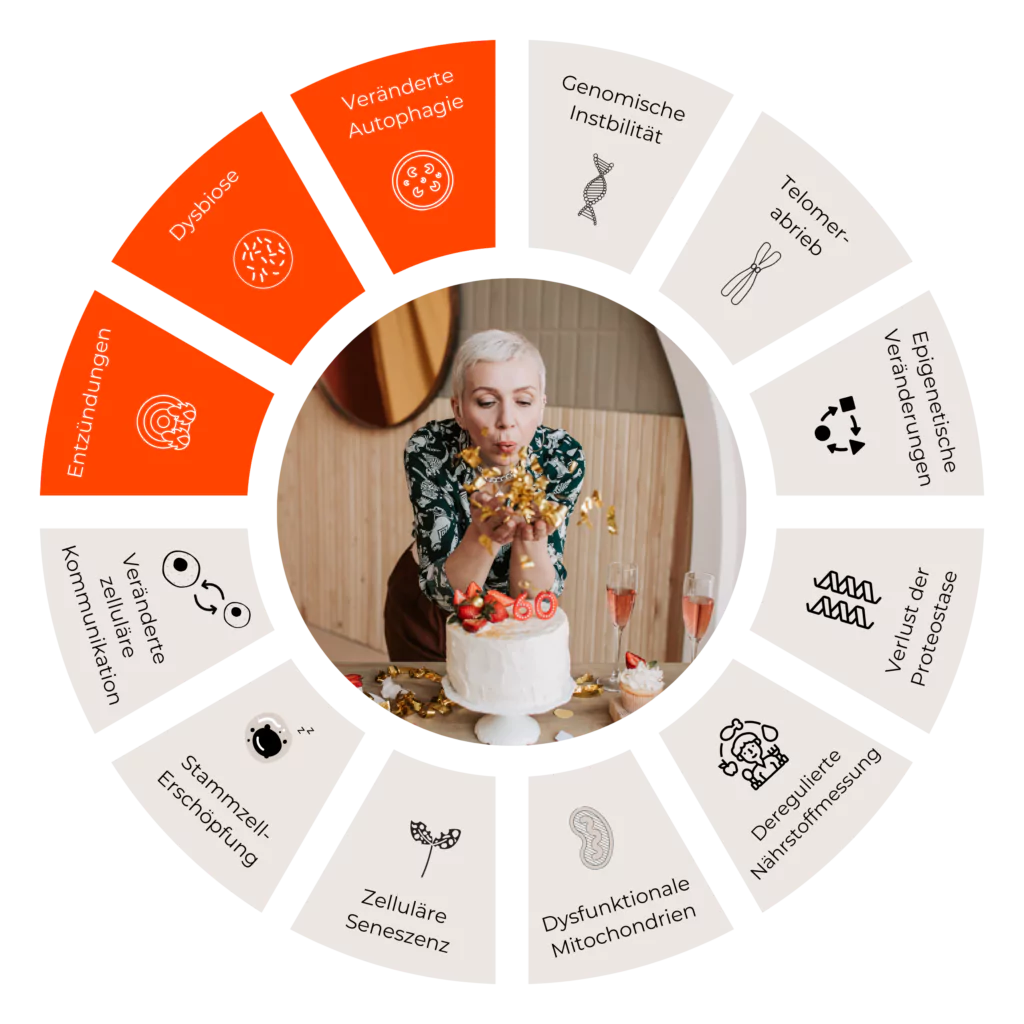 Halmarks of Aging grafische Darstellung